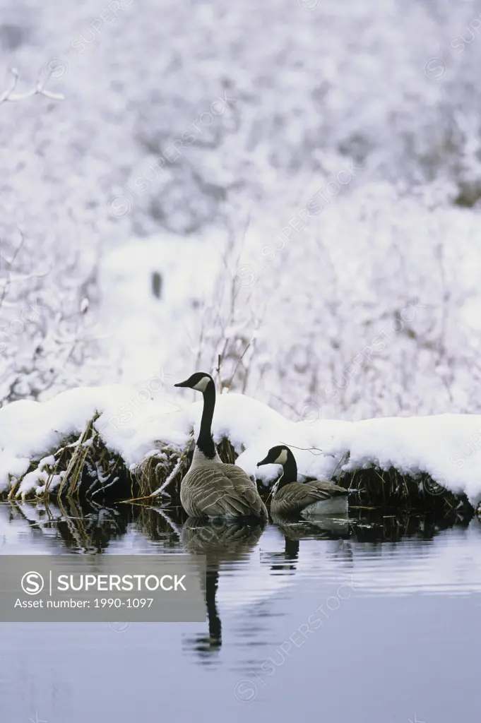 Canada geese, Alberta, Canada