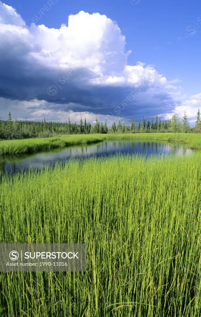 Sedge marsh, unnamed lake, boreal forest of northern Alberta