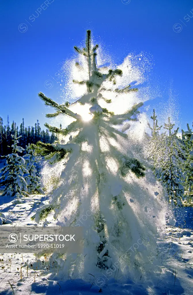 Snow falling from the ladened branches of a lodgepole pine Pinus contorta, northern Alberta, Canada.