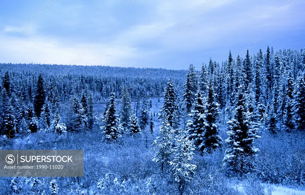 The frigid dawn light of a mid_winter spruce forest in northern Alberta, Canada.