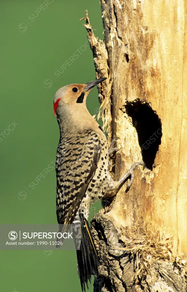 Male northern flicker Coloptes auratus, yellow_shafted race, at the mouth of its cavity nest in an old balsam poplar, Alberta, Canada.
