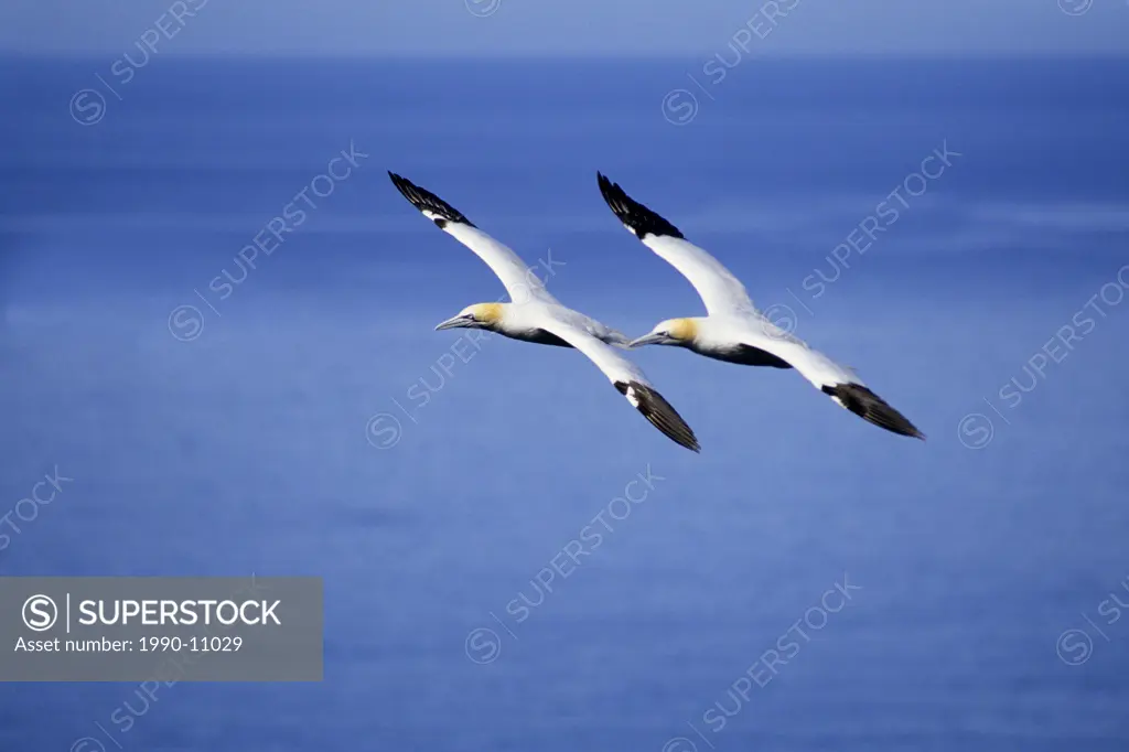 Adult northern gannets Morus bassanus returning to their nesting colony, Cape Mary, Newfoundlland, Canada.