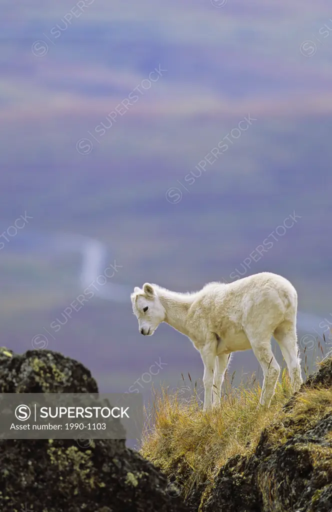 Dall´s sheep lamb overlooking the Dempster Highway, Yukon Territory, Canada
