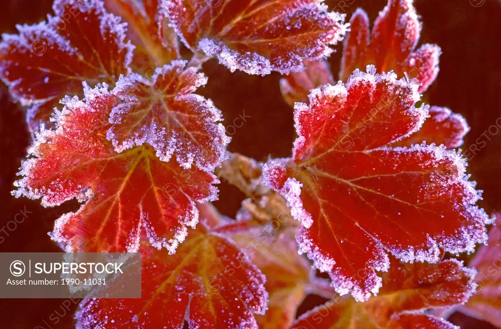 Frost_rimmed autumn leaves of northern gooseberry Ribes oxyacanthoides, Alberta, Canada.