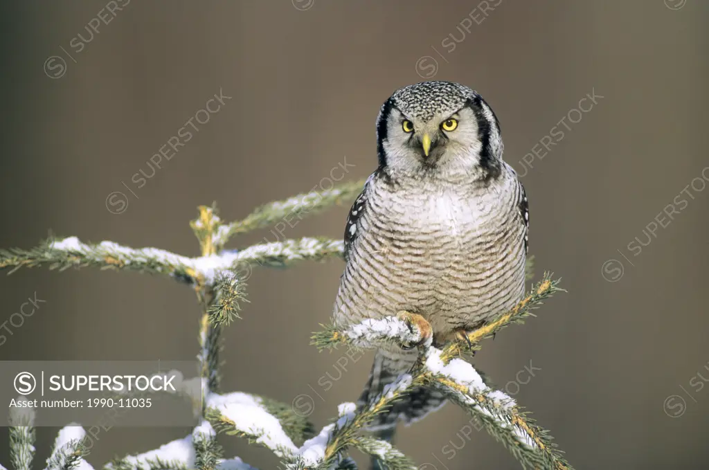 Northern hawk owl Surnia ulula hunting. Alberta, Canada.