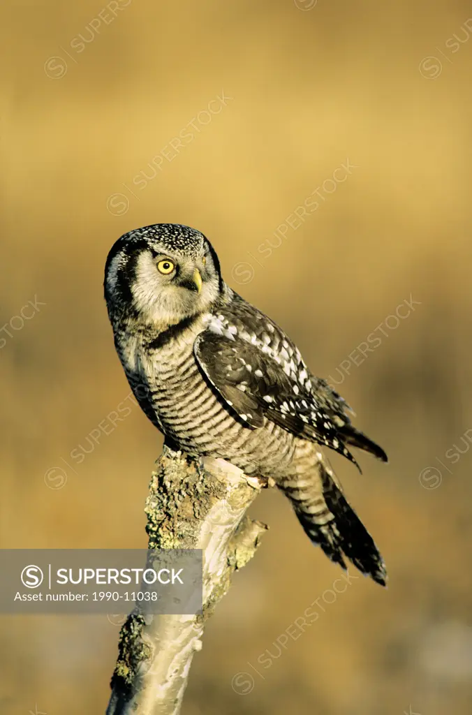 Adult northern hawk owl Surnia ulula, hunting in winter, northern Alberta, Canada