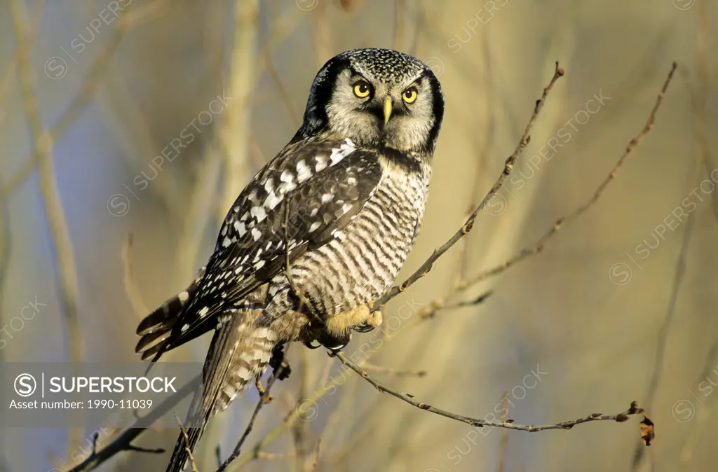 Adult northern hawk owl Surnia ulula hunting in winter, northern Alberta, Canada