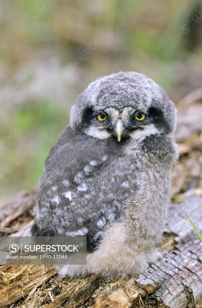 One_month old northern hawk owl Surnia ulula branchling that recently left its cavity nest in a charred snag, northern Alberta, Canada