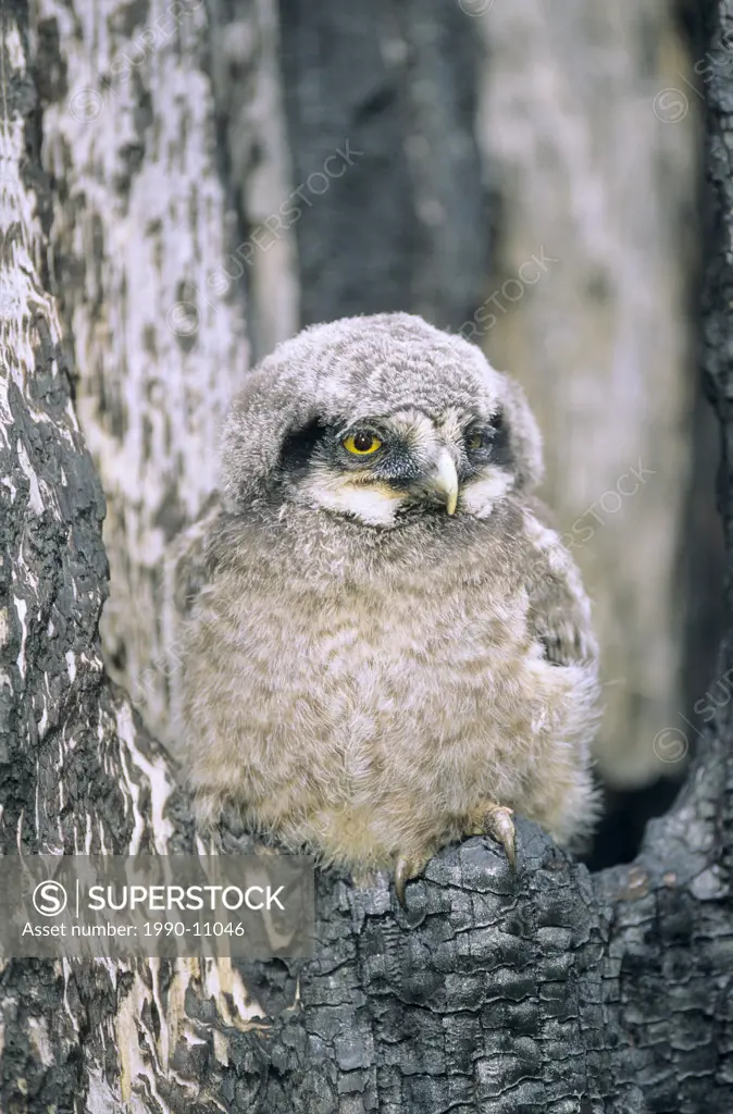 Month_old northern hawk owl Surnia ulula chick perched at the mouth of a tree cavity created during a forest fire, northern Alberta, Canada