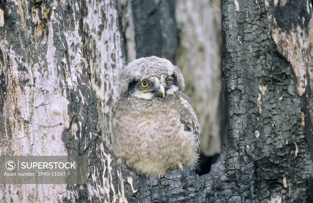 Month_old northern hawk owl Surnia ulula chick perched at the mouth of a tree cavity in anold burned forest, northern Alberta, Canada