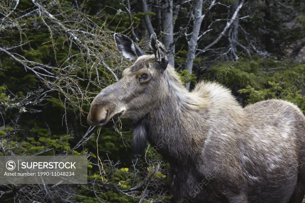 Female Moose, alces alces, Gros Morne National Park, Newfoundland