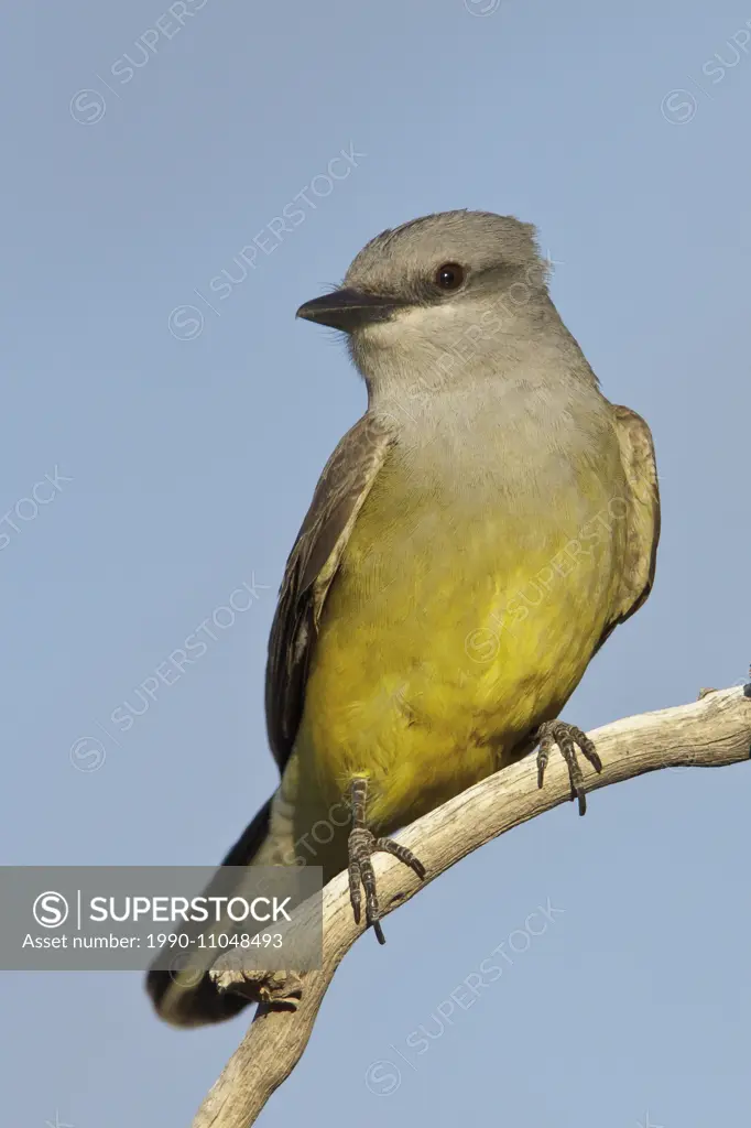 Western Kingbird (Tyrannus verticalis) perched on a branch in southern Arizona, USA.