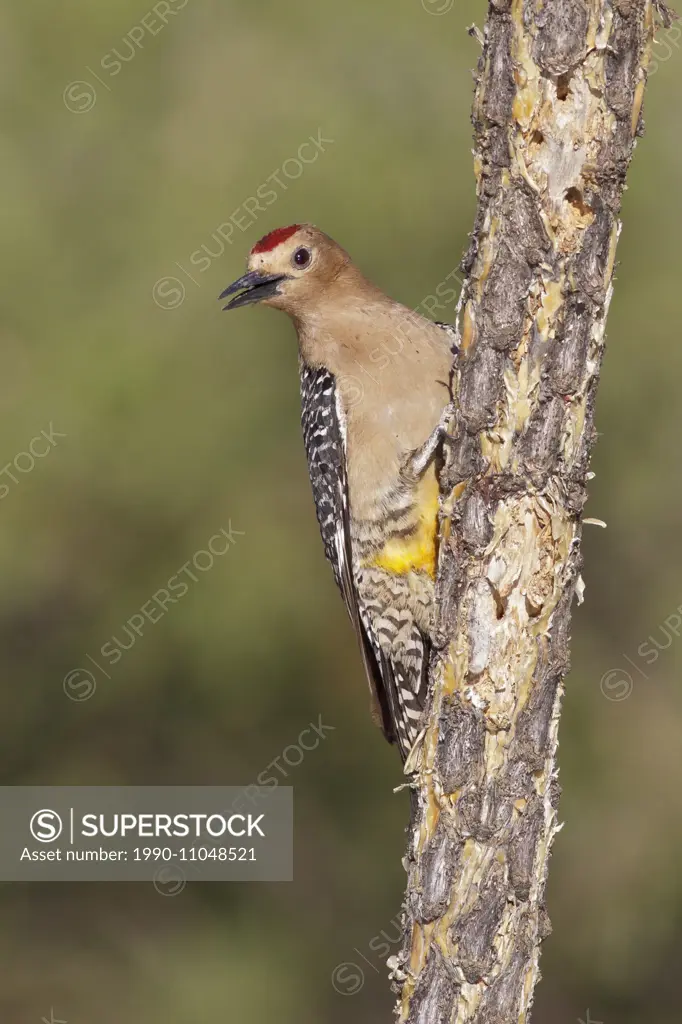 Gila Woodpecker (Melanerpes uropygialis) perched on a branch in southern Arizona, USA.