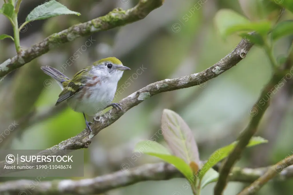 Chestnut-sided Warbler (Dendroica pensylvanica) perched on a branch in Costa Rica, Central America.