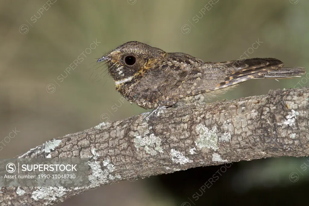 Mexican Whip-Poor-Will (Antrostomus arizonae) perched on a branch in southern Arizona, USA.