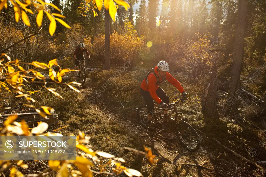 Two mountain bikers enjoying the fall colors and trails in Whitehorse, Yukon