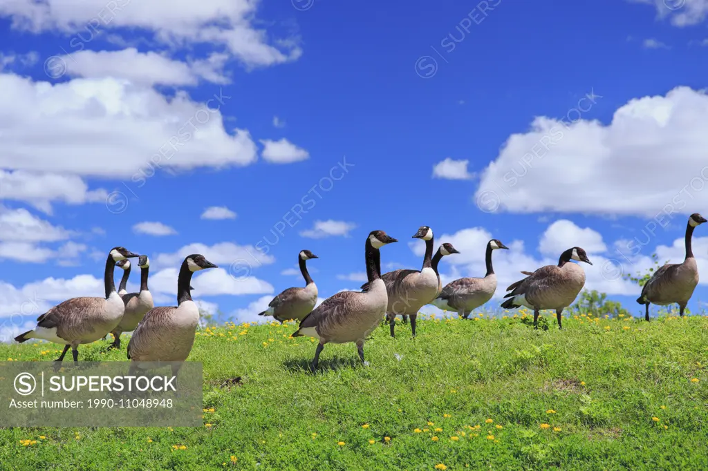 Canada Geese at Fort Whyte, Winnipeg, Manitoba, Canada