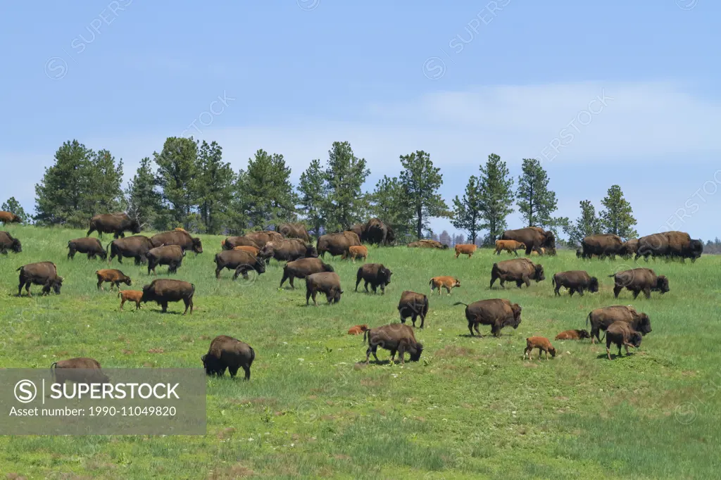 Bison herd in Custer State Park, South Dakota.
