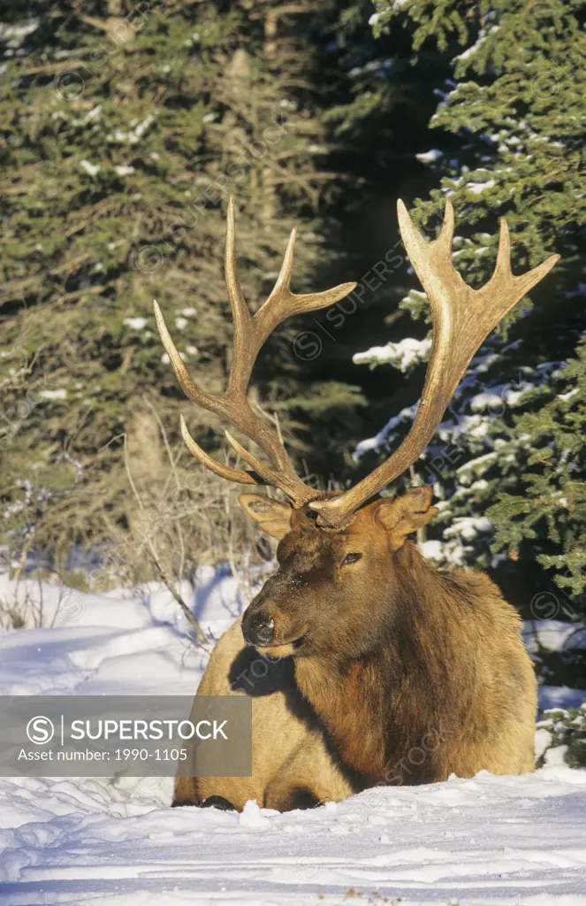 Bull elk in winter, Banff National Park, Alberta, Canada