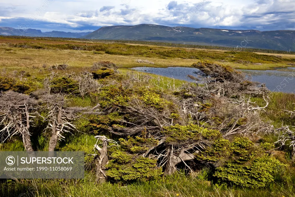 Long Range Mountain Barrens, Gros Morne National Park, Unesco World Heritage Site, Newfoundland