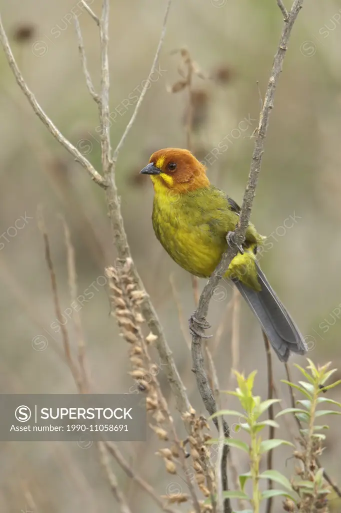 Fulvous-headed Brush Finch (Atlapetes fulviceps) perched on a branch in Bolivia, South America.