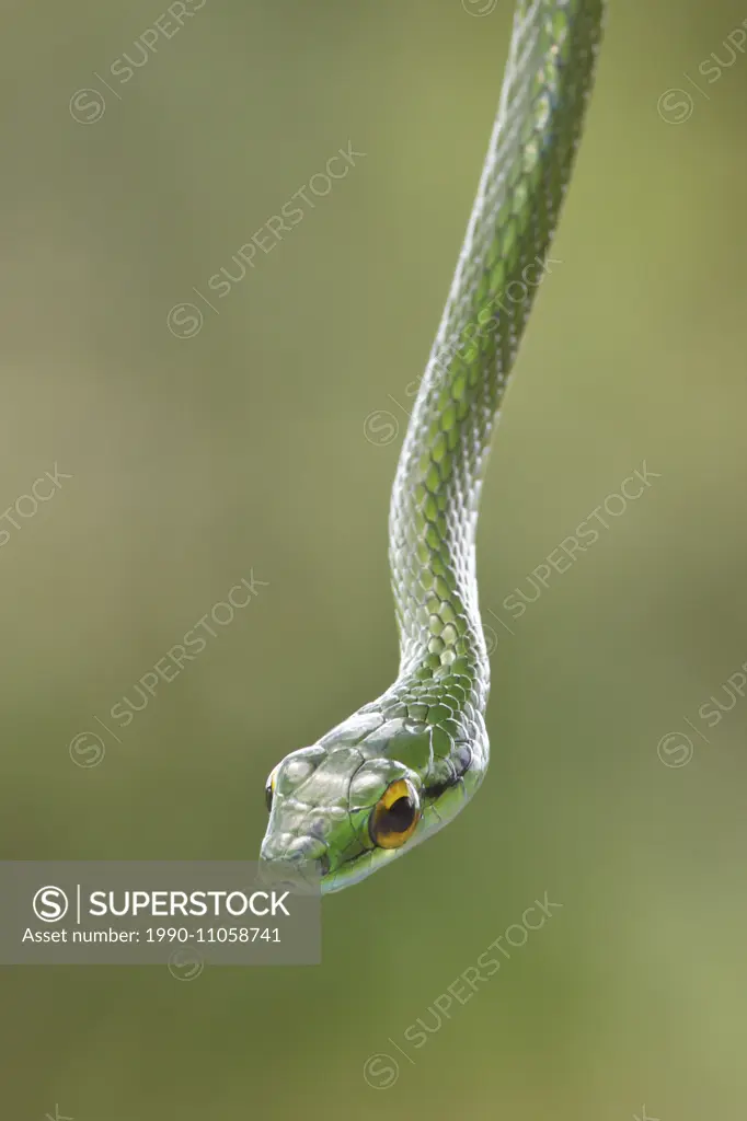 Snake perched on a branch in Costa Rica, Central America.