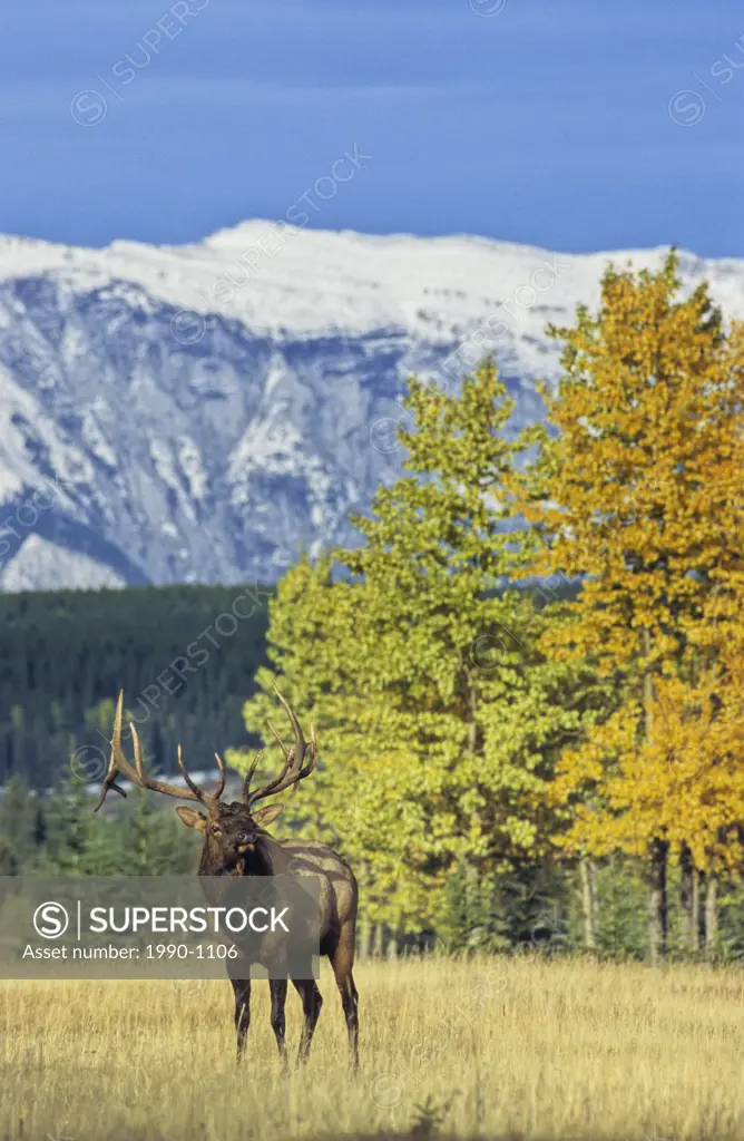 Bull elk surverying his domain on the Banff Springs Golf Course below Cascade Mountain, Banff National Park, Alberta, Canada