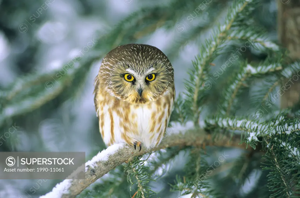 Roosting northern saw_whet owl Aegolius acadicus. Alberta, Canada.
