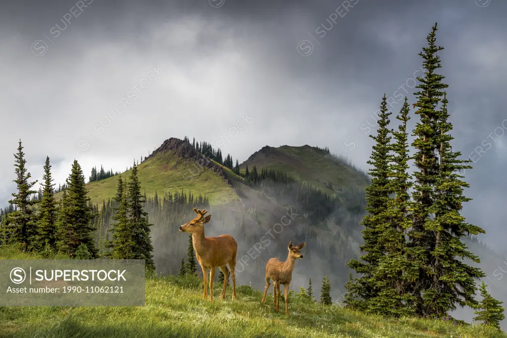 Columbian black tailed deer, Blue Mountain, Olympic National Park, Washington, USA