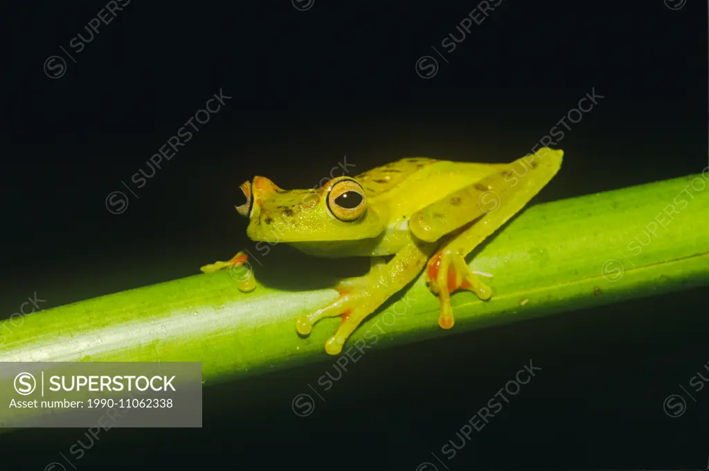 Agalychnis annae, Golden-eyed Leaf Frog, Amphibian, Hylidae, Tree, Frogs, Costa Rica, Amphibia, Frogs, Toads, Anura, Rainforest