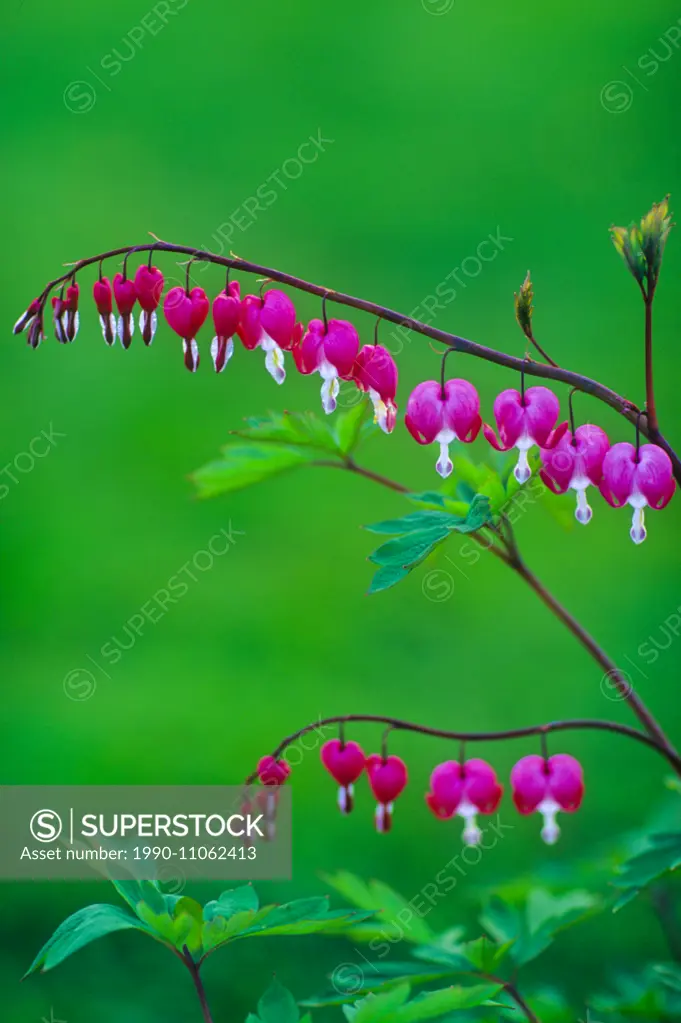 Bleeding Heart flowering, (Lamprocapnos spectabilis)