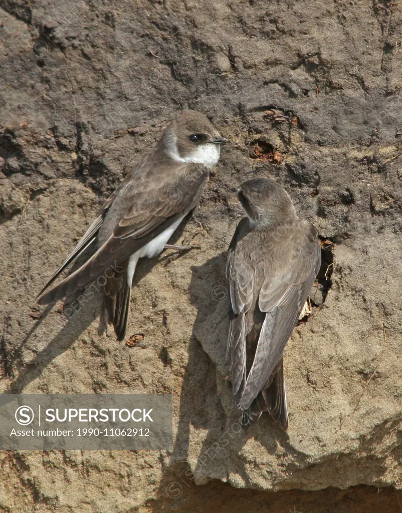 Bank Swallows, Riparia riparia perched near their nest hole close to Saskatoon, Saskatchewan