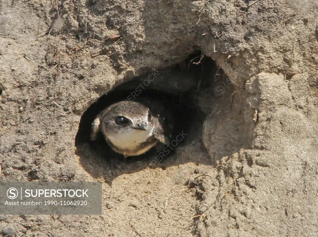 A Bank Swallow, Riparia riparia, perched in a nest hole near Saskatoon, Saskatchewan