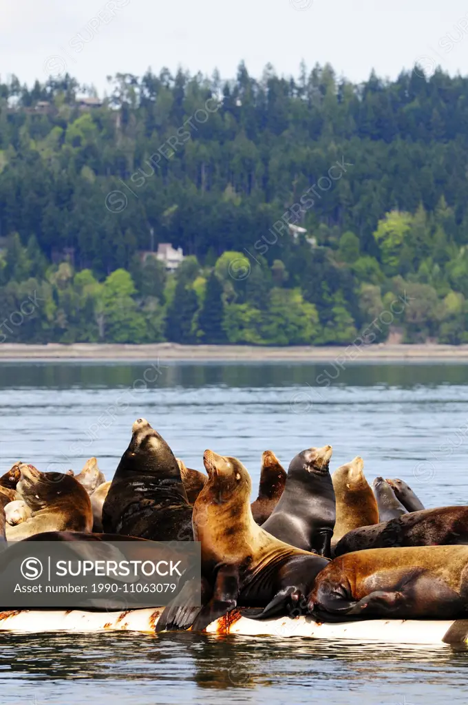 Steller sea lions basking in the sun on a wharf near Fanny Bay, BC, Canada