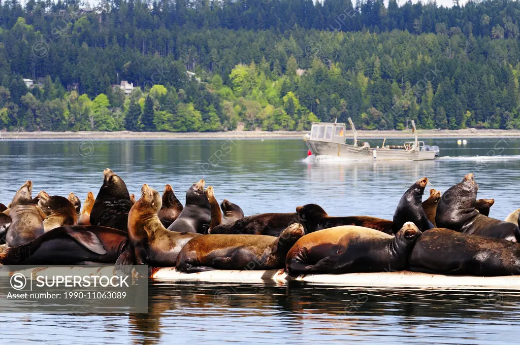 Steller sea lions basking in the sun on a wharf near Fanny Bay, BC, Canada
