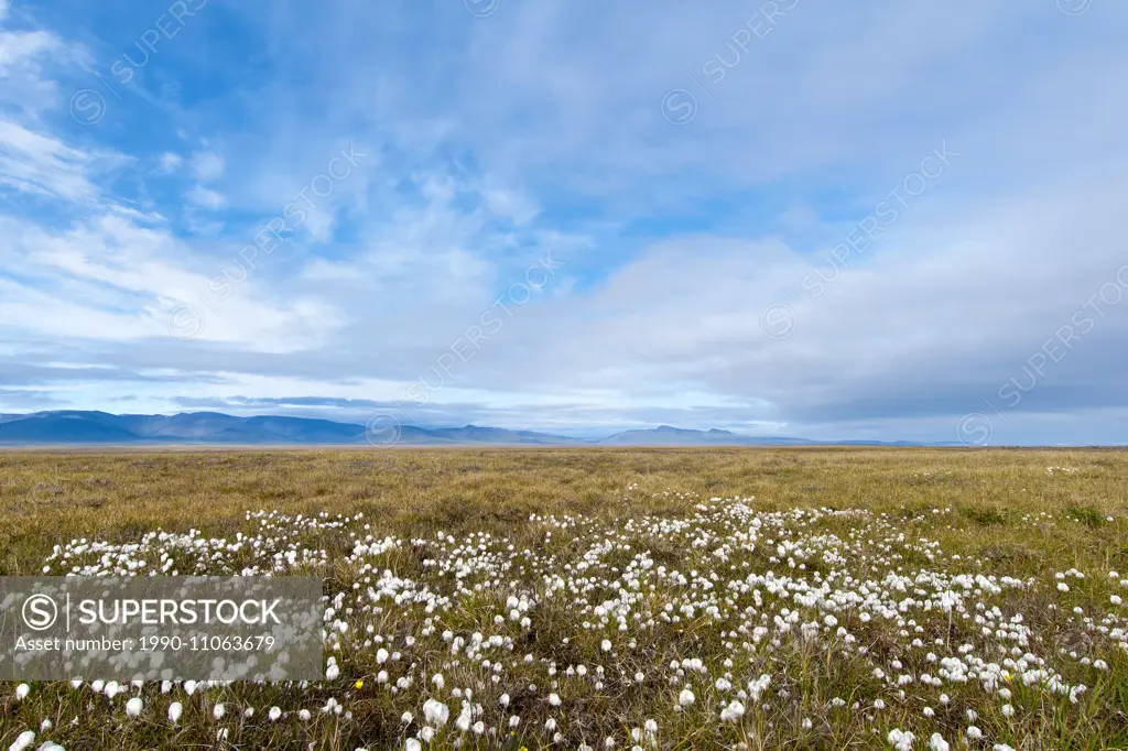 Cottongrass, Wrangel Island, Arctic Russia