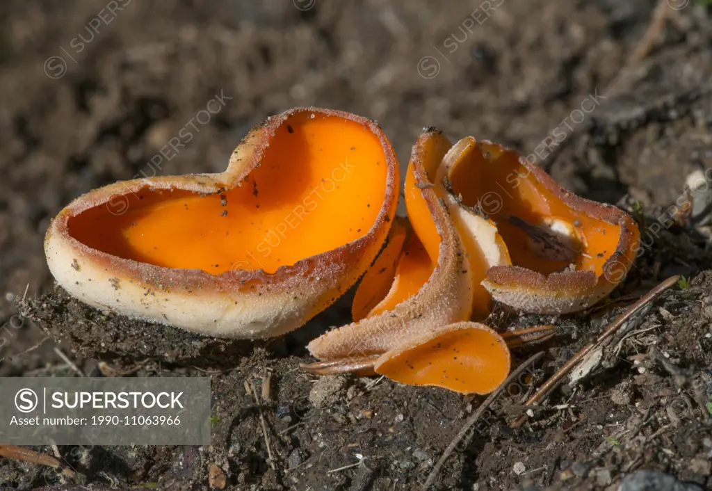 Orange Peel Fungus, Aleuria aurantia - Cup mushroom on ground at Beaver Lake, Victoria BC