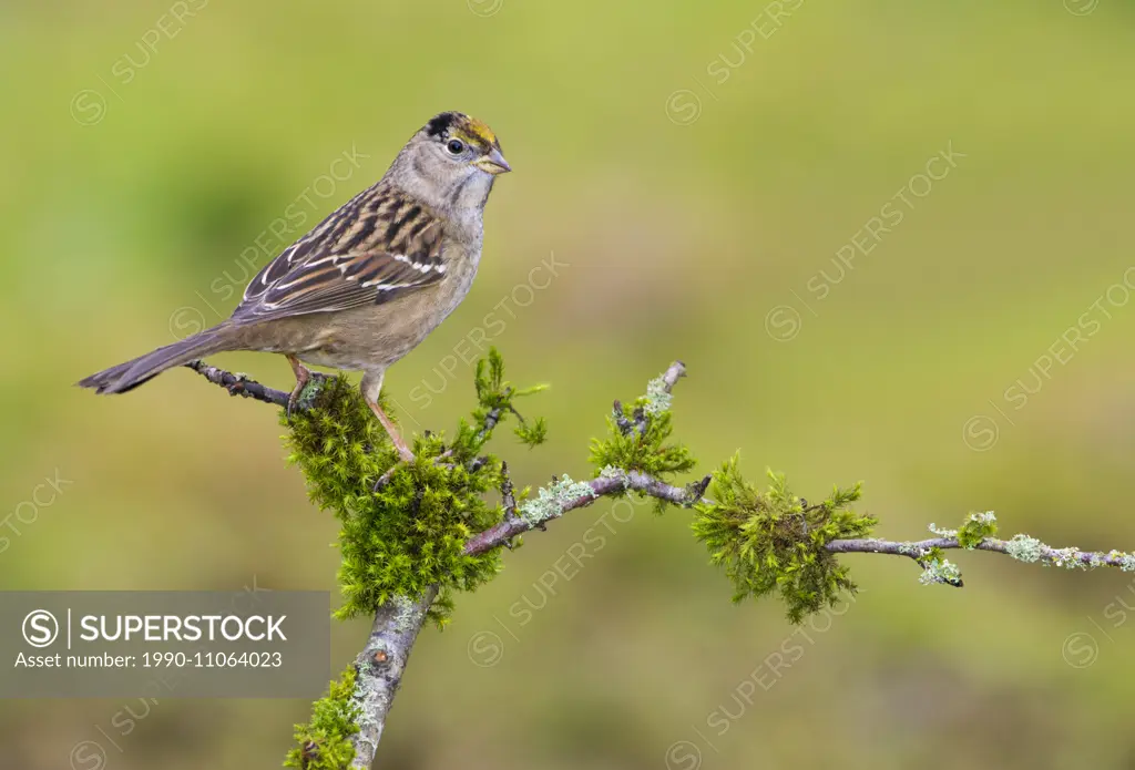 Golden-crowned Sparrow - Saanich BC
