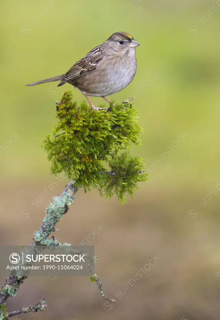 Golden-crowned Sparrow - Saanich BC