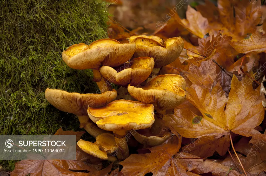 Gymnopilus spectabilis mushroom group - Beaver Lake, Victoria BC