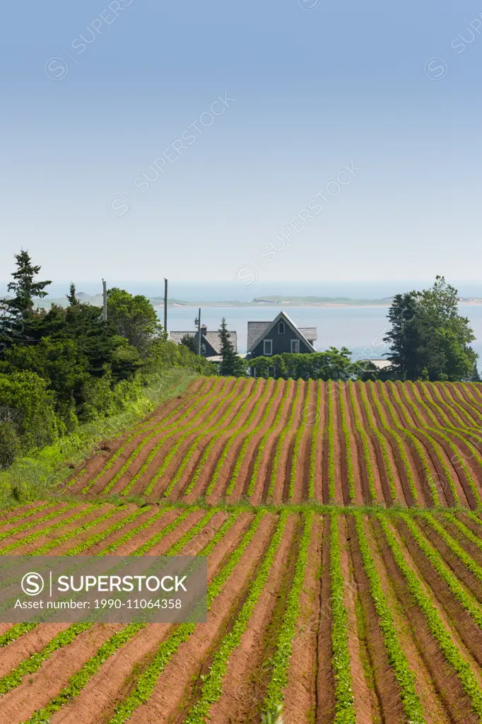 Potato field and farmhouse, Springbrook, Edward Island, Canada