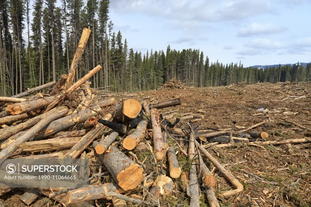 Waste pile of pine trees in mountain pine beetle clear cut, near Houston, British Columbia