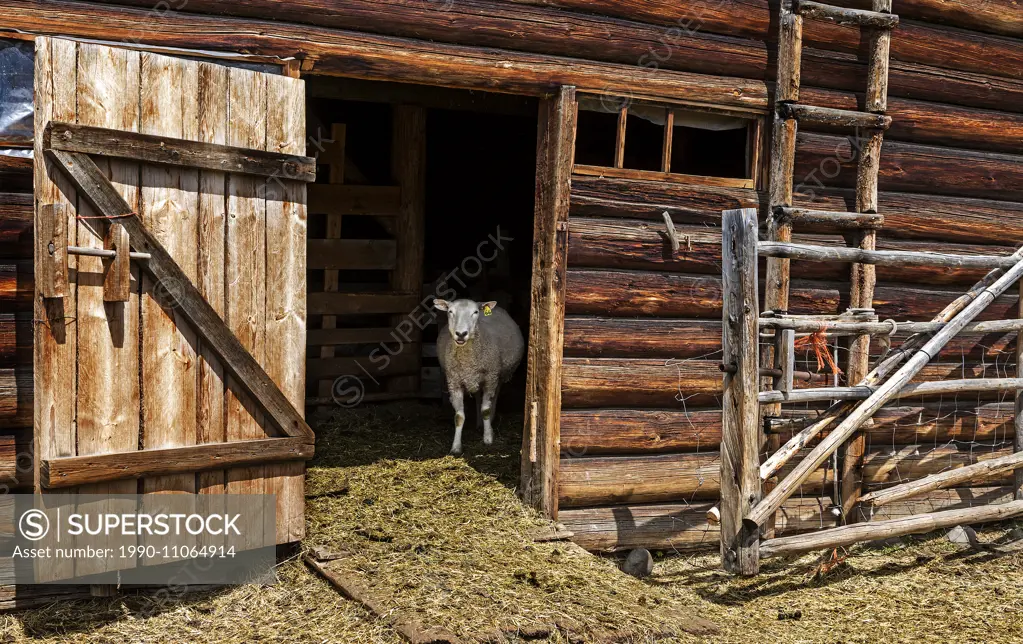 British Columbia, Canada, CEEDS Co-op, Horse Lake Community Farm Co-op, domestic sheep, barn,