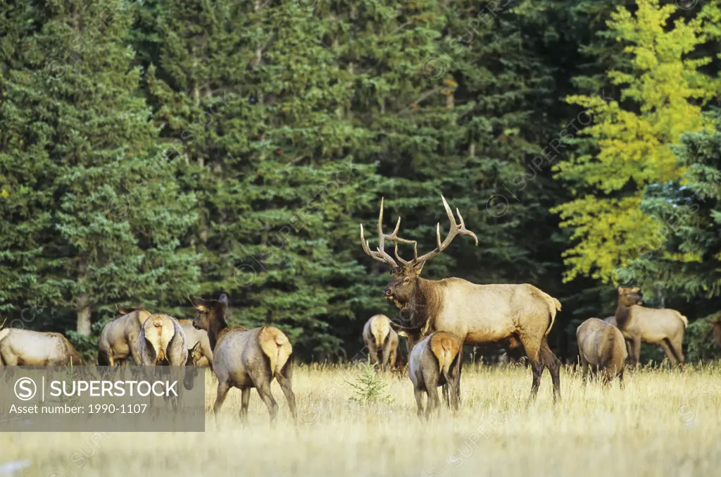 Bull elk and his harem of cows in the Canadian Rockies, Canada
