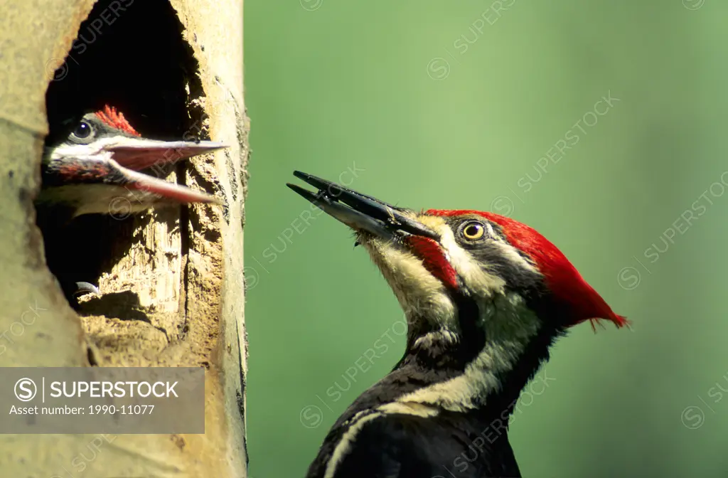 Adult pileated woodpecker Dryocopus pileatus feeding carpenter ants to a chick at the nest, northern Alberta, Canada.