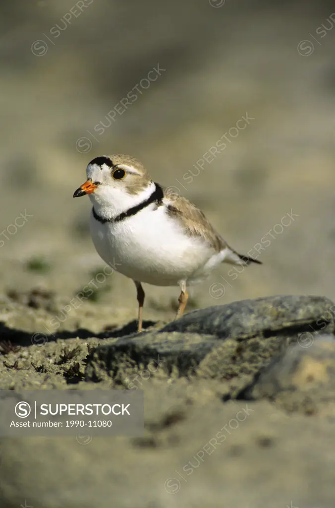 Adult piping plover Charadrius melodus in breeding plumage, aspen parklands, east_central Alberta, Canada