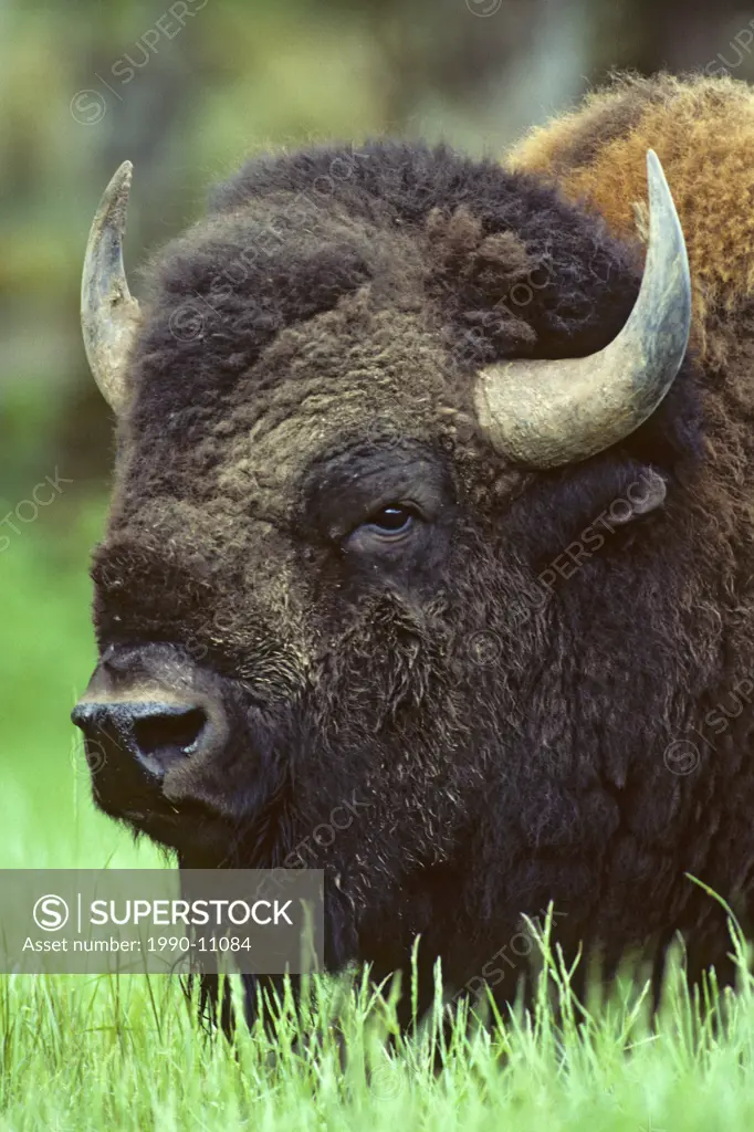Adult bull bison Bison bison, prairie Alberta, Canada