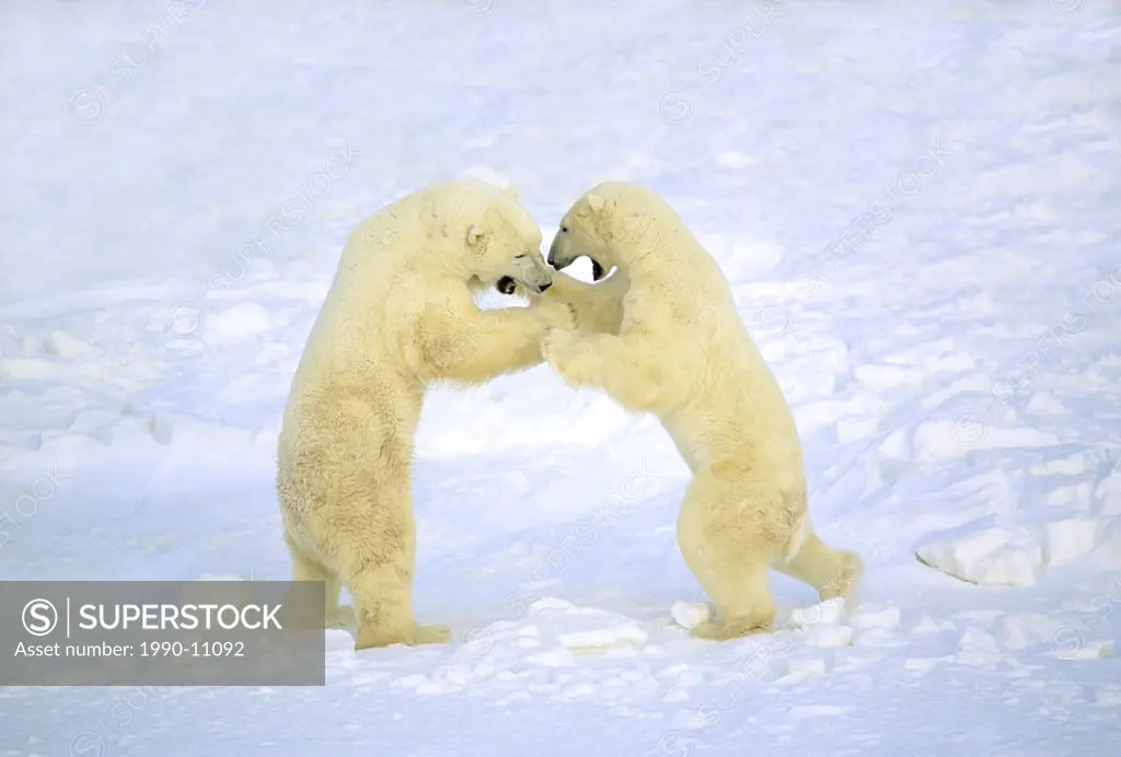 Adult male polar bears Ursus maritimus play_fighting.