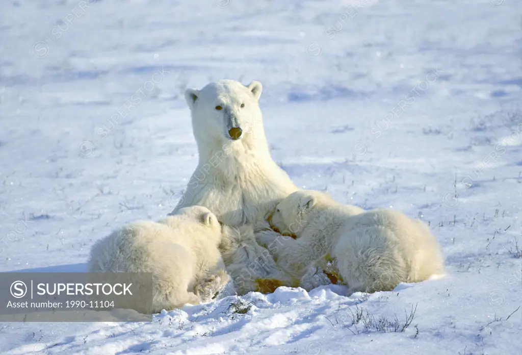 Mother polar bear Ursus maritimus nursing yearling cubs, Western Hudson Bay, Canada.