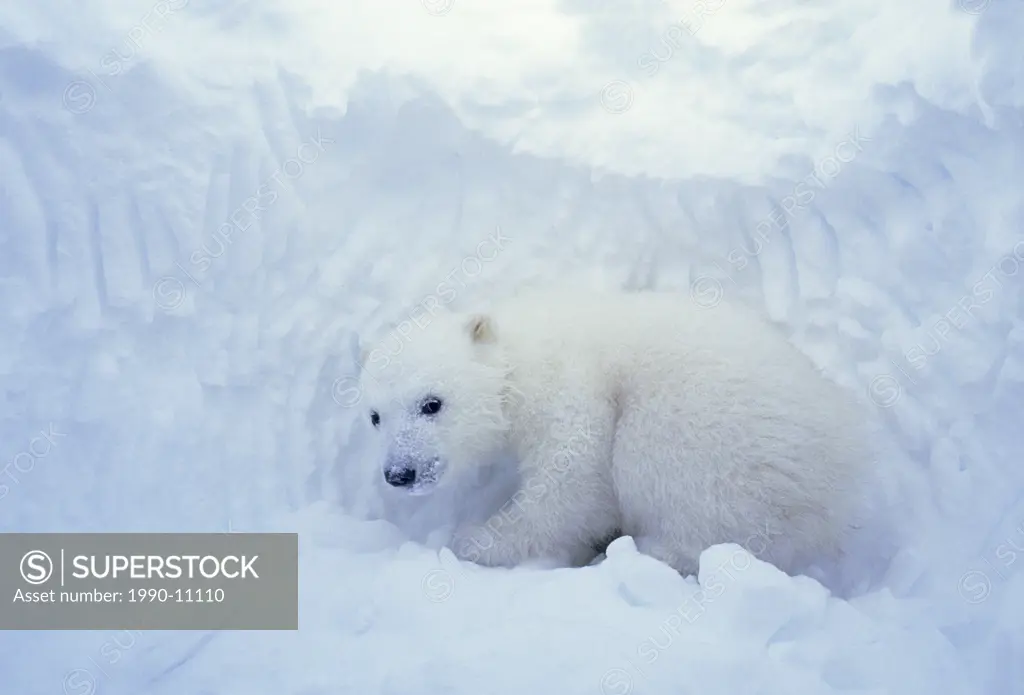 Three_month old polar bear cub Ursus maritimus inside natal den, coastal Hudson Bay, Canada.
